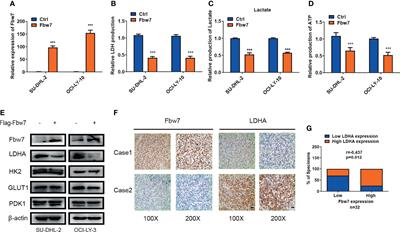 Fbw7 Inhibits the Progression of Activated B-Cell Like Diffuse Large B-Cell Lymphoma by Targeting the Positive Feedback Loop of the LDHA/lactate/miR-223 Axis